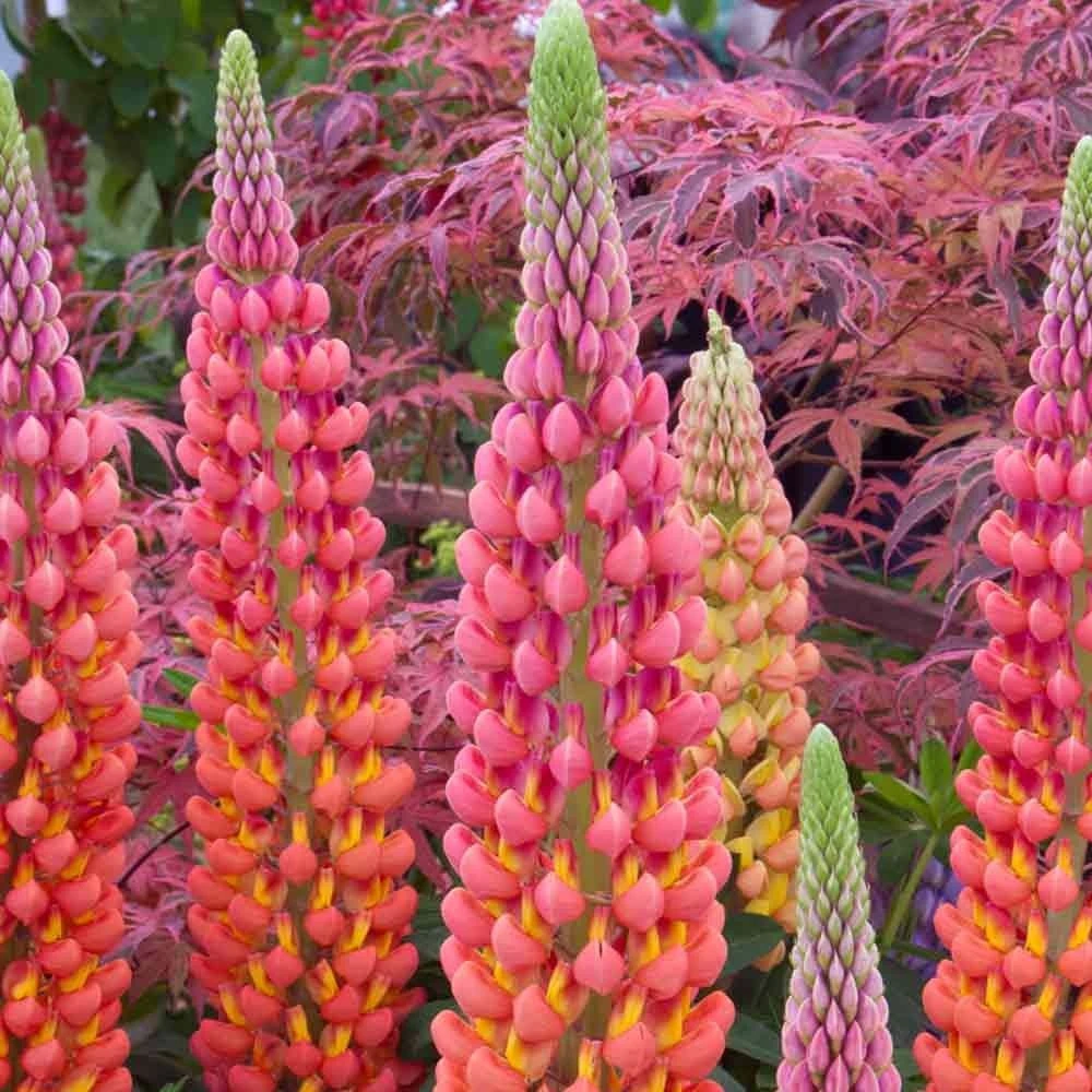 Lupinus West Country Lupins Terracotta 1 Lupinus West Country Lupins Terracotta