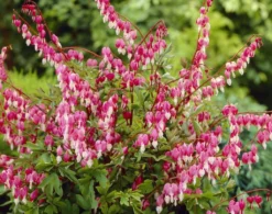 Dicentra Spectabilis (Lamprocapnos) - Bleeding Heart Plant