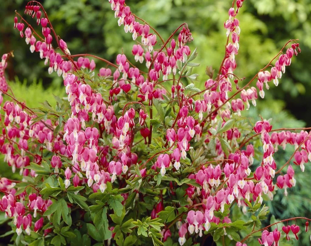 Dicentra Spectabilis (Lamprocapnos) - Bleeding Heart Plant 1 Dicentra Spectabilis (Lamprocapnos) - Bleeding Heart Plant