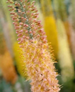 Eremurus X Isabellinus Cleopatra - Foxtail Lily -Outlet Plant Store 00BE46B715E9E8AE80955EFFFF006F41