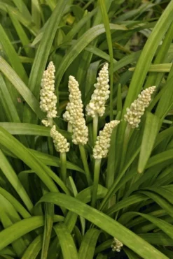 Liriope Muscari Alba - White Lily Turf -Outlet Plant Store 00C214A5B9ADE2C3A3CD79642485433A