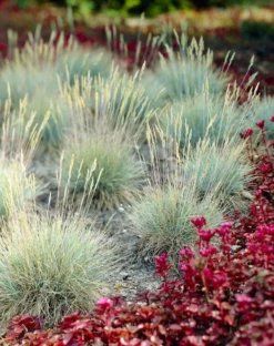 Festuca Glauca Elijah Blue - Fescue - Pack Of THREE