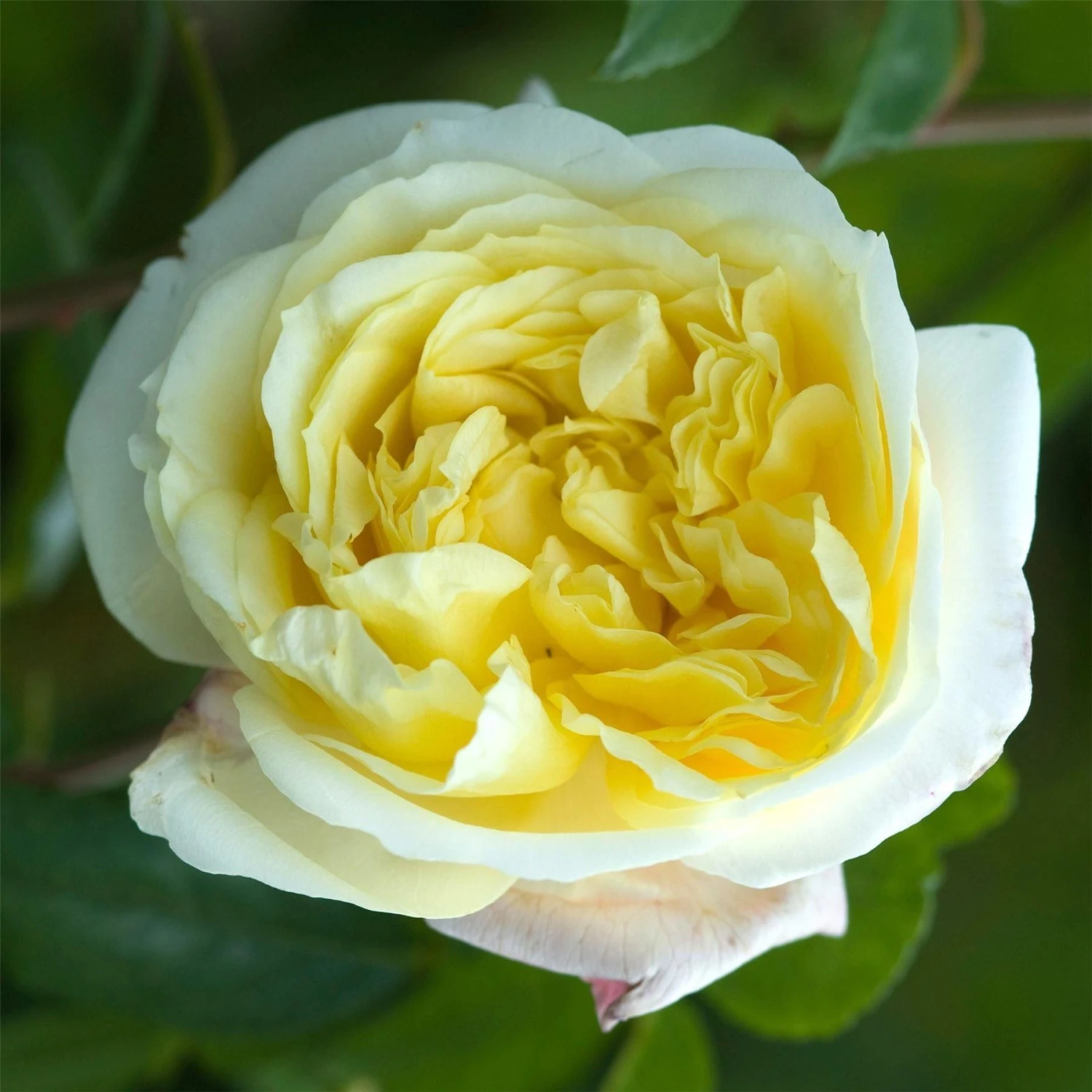Rose Celine Forestier - Climbing Rose 1 Rose Celine Forestier - Climbing Rose