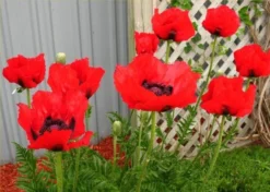 Papaver Orientale Brilliant - Blood Red Oriental Poppy - Pack Of THREE Plants -Outlet Plant Store 01F73C661C79C9E5D0E30D8587194F17