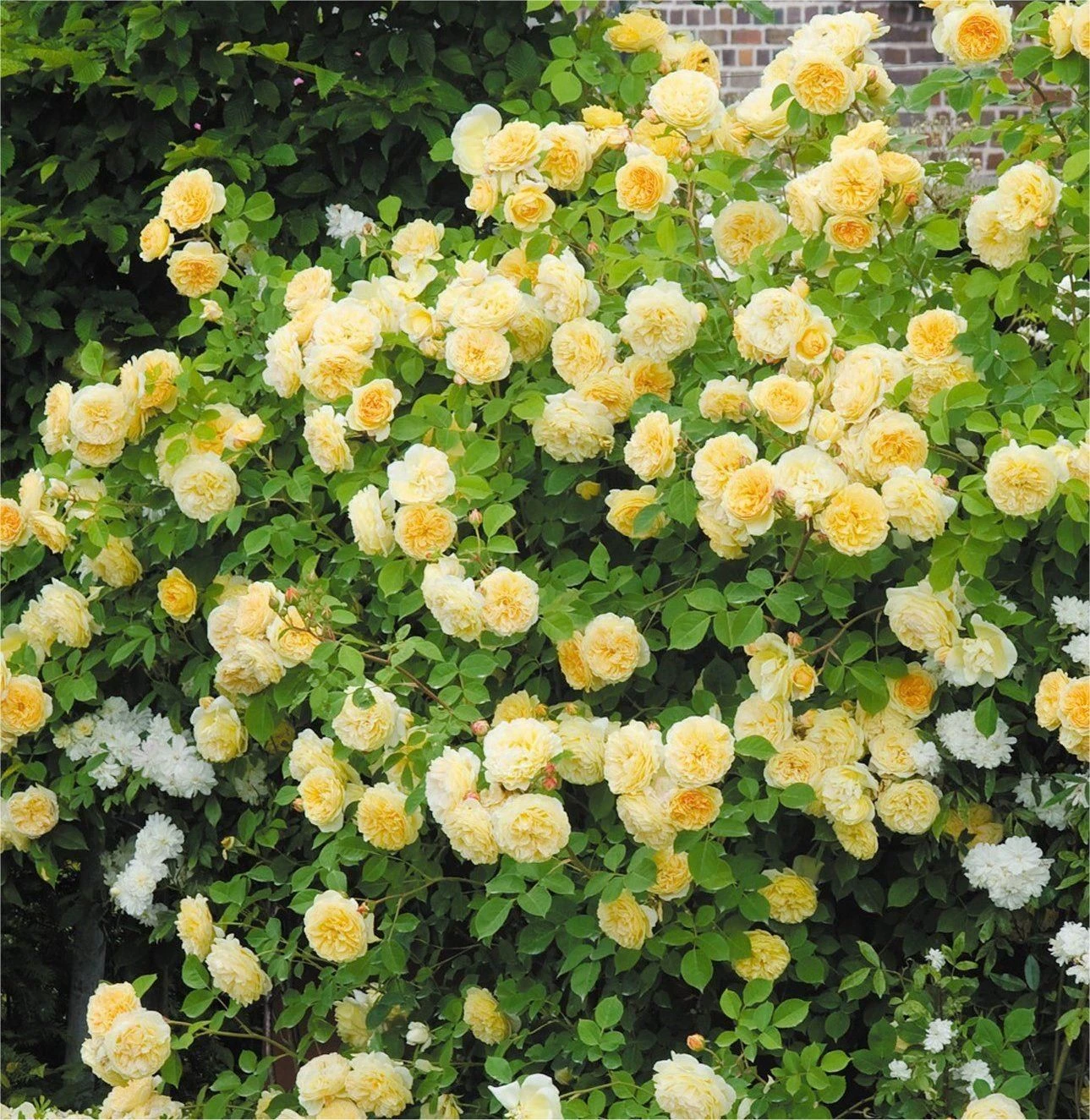 Rose Gardeners Glory - Climbing Rose 1 Rose Gardeners Glory - Climbing Rose
