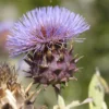Cynara Cardunculus - Silver Cardoon