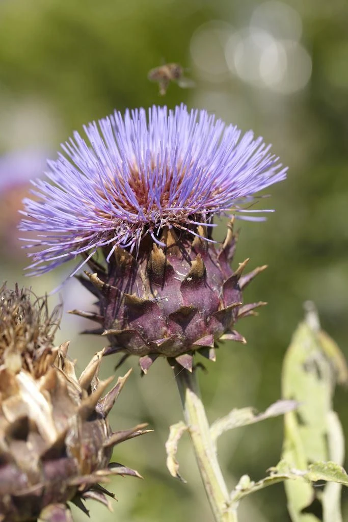 Cynara Cardunculus - Silver Cardoon 1 Cynara Cardunculus - Silver Cardoon