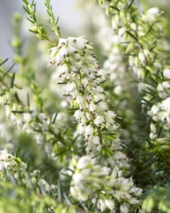 Heather Collection - Pack Of 12 - Winter Hardy Evergreen Plants In Bud 11 Heather Collection - Pack Of 12 - Winter Hardy Evergreen Plants In Bud -Outlet Plant Store 03F8FF6C218A848CBE807606884D17E4