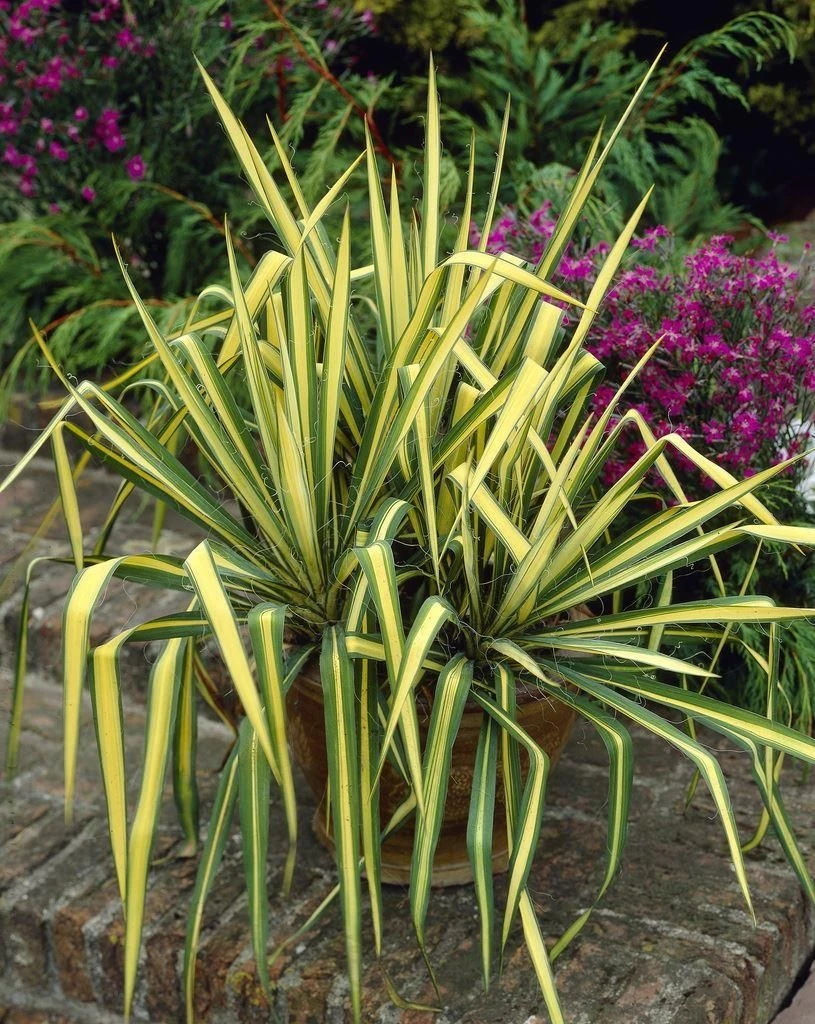 Yucca Colour Guard - Variegated Adams Needle - Large 1 Yucca Colour Guard - Variegated Adams Needle - Large