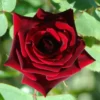 Large 6-7ft Specimen - Climbing Rose Guinee - Deep Velvet Red
