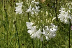 Agapanthus Albus - Silver Lining - White Lily Of The Nile Plants