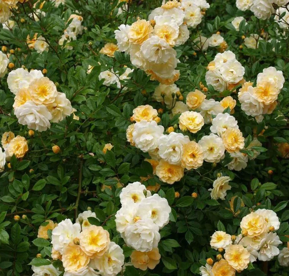 Rose Goldfinch - Multiflora Rambling Rose 1 Rose Goldfinch - Multiflora Rambling Rose