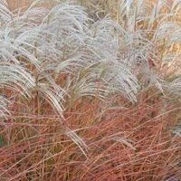 Miscanthus Sinensis Graziella - Silver Grass 3 Miscanthus Sinensis Graziella - Silver Grass - Image 3