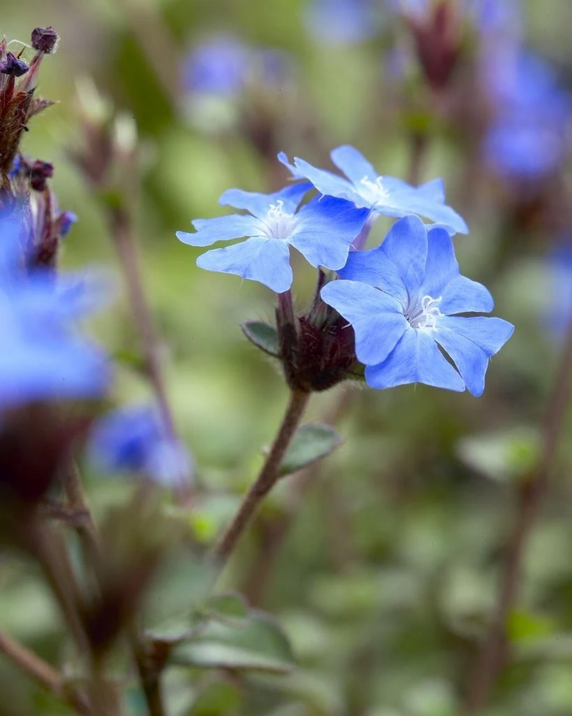 Ceratostigma Griffithii - Hardy Cobalt-Blue Plumbago 2 Ceratostigma Griffithii - Hardy Cobalt-Blue Plumbago - Image 2