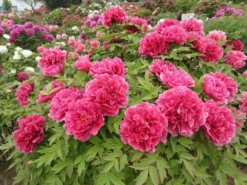 Tree Peony Collection - Selection Of THREE Plants - Paeonia Suffruticosa Peonies In Mixed Colours -Outlet Plant Store 082132237A65D17EB24F1CD62D7E2290 1