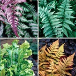 Fantastic Ferns Collection - FIVE Different Fern Plants In Assorted Varieties 5 Fantastic Ferns Collection - FIVE Different Fern Plants In Assorted Varieties -Outlet Plant Store 084ED25935114F56BCE425FC9A9F81A8