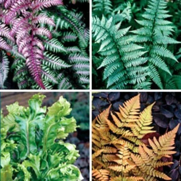 Fantastic Ferns Collection - FIVE Different Fern Plants In Assorted Varieties 3 Fantastic Ferns Collection - FIVE Different Fern Plants In Assorted Varieties - Image 3