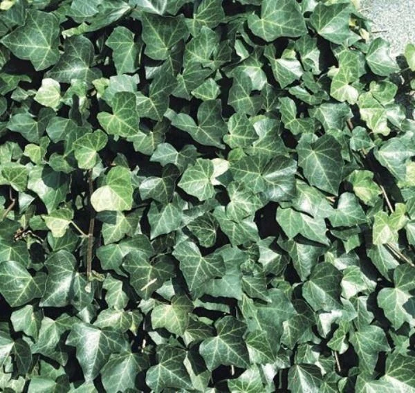 Hedera Hibernica - Irish Or Boston Ivy - (150-180cm/5-6ft Tall) Screening Plants 1 Hedera Hibernica - Irish Or Boston Ivy - (150-180cm/5-6ft Tall) Screening Plants