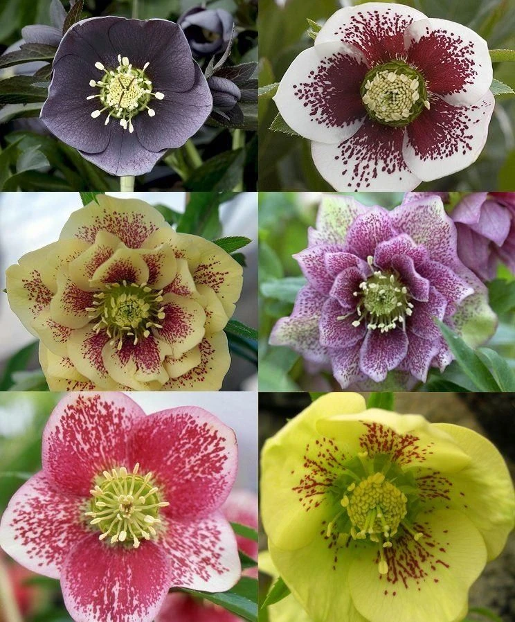 Helleborus Collection Of FIVE Orientalis Hellebore Plants