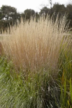 Calamagrostis Acutiflora 'Karl Foerster' - Feather Reed Grass -Outlet Plant Store 0A0AC8CE8FCE51A9FE956DE031A8678C 1