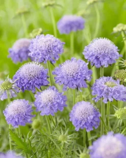 Scabiosa Columbaria Mariposa Blue - Butterfly Blue Pincushion Flower Scabious