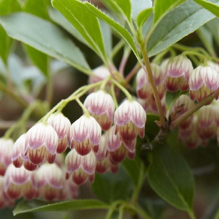 Enkianthus Campanulatus - Red Vein 3 Enkianthus Campanulatus - Red Vein - Image 3