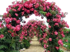 Rose American Pillar - Climbing Rose