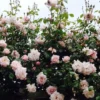Large 6-7ft Specimen - Climbing Rose New Dawn