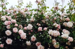 Large 6-7ft Specimen - Climbing Rose New Dawn