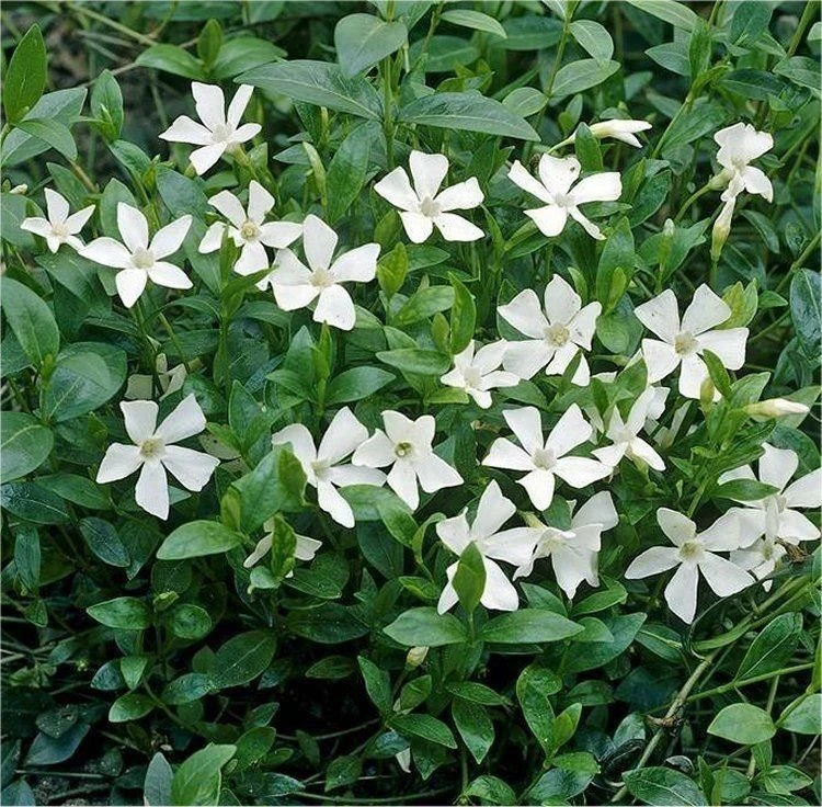 Vinca Minor Alba - WHITE Lesser Periwinkle Plant 2 Vinca Minor Alba - WHITE Lesser Periwinkle Plant - Image 2