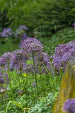 Allium Christophii - Star Of Persia