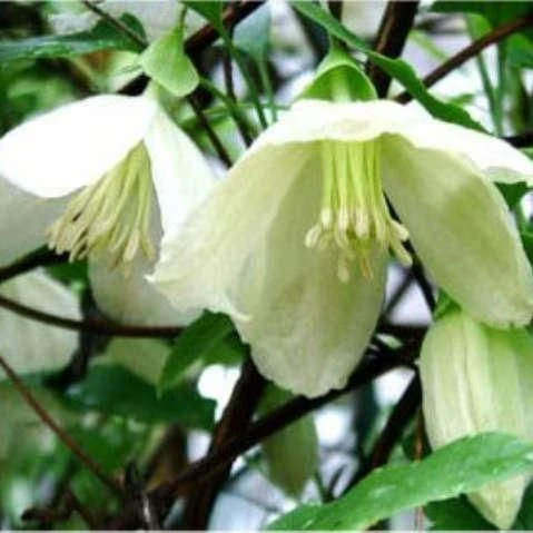 Clematis Cirrhosa Jingle Bells 1 Clematis Cirrhosa Jingle Bells