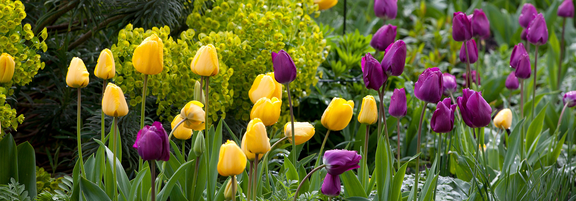 Outlet Plant Store -Outlet Plant Store 1