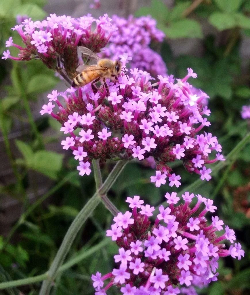Verbena Bonariensis Lollipop - Dwarf Brazilian Verbena 1 Verbena Bonariensis Lollipop - Dwarf Brazilian Verbena