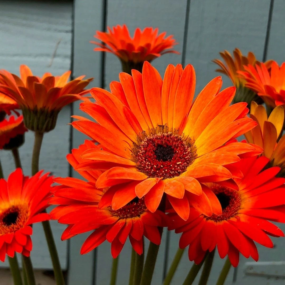 Orange Gerbera Garvinea Sunset - Beautiful Hardy Gerbera With Giant Daisy Flowers 1 Orange Gerbera Garvinea Sunset - Beautiful Hardy Gerbera With Giant Daisy Flowers