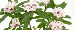 Daphne X Transatlantica Eternal Fragrance - Fragrant Evergreen Daphne 5 Daphne X Transatlantica Eternal Fragrance - Fragrant Evergreen Daphne -Outlet Plant Store 1120x450 daphne eternal fragrance