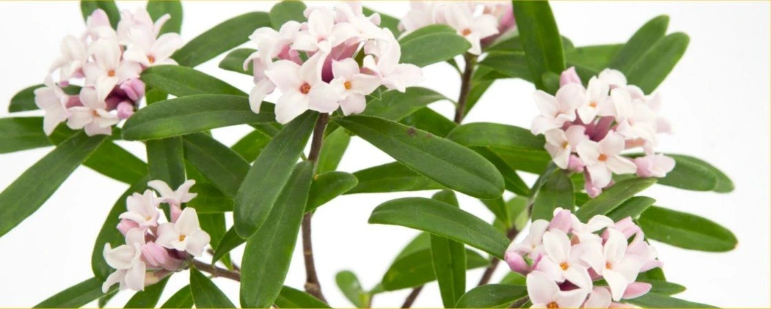 Daphne X Transatlantica Eternal Fragrance - Fragrant Evergreen Daphne 3 Daphne X Transatlantica Eternal Fragrance - Fragrant Evergreen Daphne - Image 3