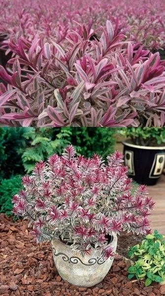 Hebes Collection - Selection Of SIX Outstanding Hardy Evergreen Hebe Plants 3 Hebes Collection - Selection Of SIX Outstanding Hardy Evergreen Hebe Plants - Image 3