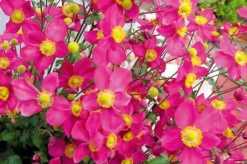 Anemone Hupehensis 'Red Riding Hood' - Japanese Anemone - Windflower -Outlet Plant Store 11 anemonehupehensredridinghood 20150819031406848 1