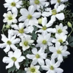 Clematis Early Sensation