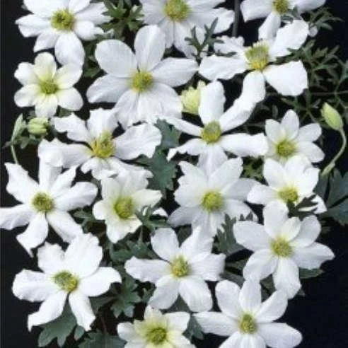 Clematis Early Sensation 1 Clematis Early Sensation