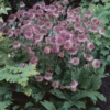 Astrantia Major Roma