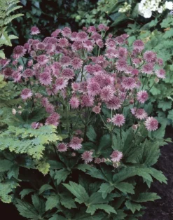 Astrantia Major Roma