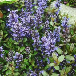Ajuga Reptans 'Chocolate Chip' - Bugle -Outlet Plant Store 1546E604A63140D2467215DAFE77B59C 2