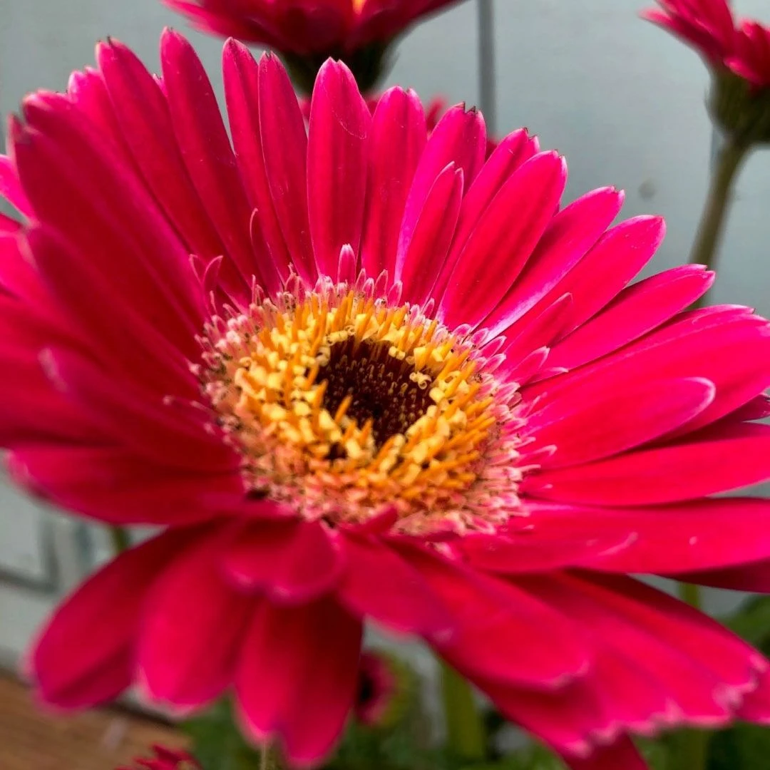 Pink Gerbera Garvinea Sweet Spice - Beautiful Hardy Gerbera With Giant Daisy Flowers 4 Pink Gerbera Garvinea Sweet Spice - Beautiful Hardy Gerbera With Giant Daisy Flowers - Image 4