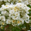 Rose Rambling Rector - Climbing Rose