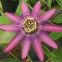 Passiflora Violacea Victoria - Passion Flower 5 Passiflora Violacea Victoria - Passion Flower -Outlet Plant Store 181EE72204B22F33728B78C961F8D275