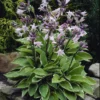 Hosta Francee