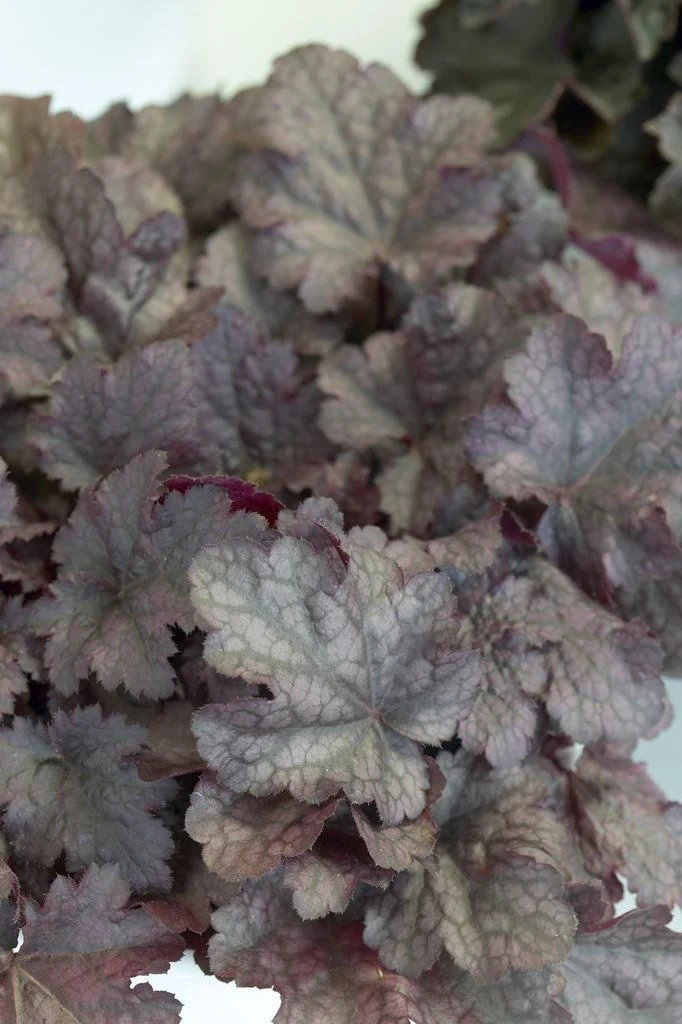 Heuchera Plum Pudding 2 Heuchera Plum Pudding - Image 2