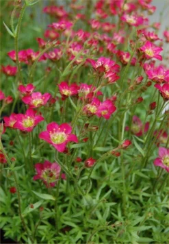 EXTRA LARGE - Saxifraga Mossy RED - Cushion Saxifrage Plants 7 EXTRA LARGE - Saxifraga Mossy RED - Cushion Saxifrage Plants -Outlet Plant Store 19ED7C478CA5B4603061F1E6AD264675 1